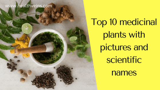 Top 10 medicinal plants with pictures and scientific names